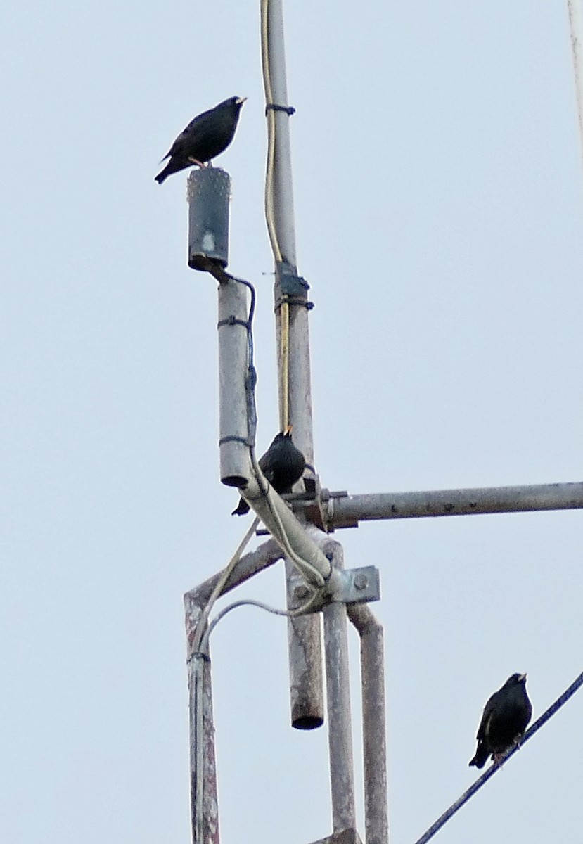 Spotless Starling - ML646961053
