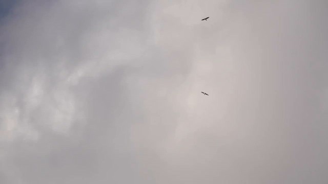 Bonelli's Eagle - ML646961054