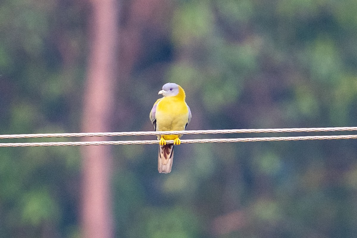 Yellow-footed Green-Pigeon - ML646961056