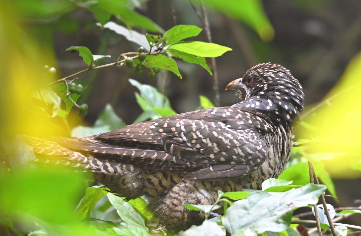 kukačka koel - ML646961057