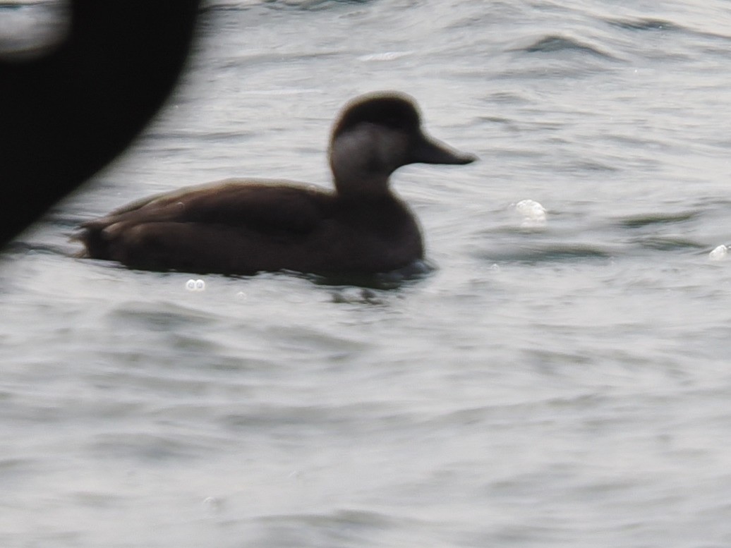 Синьга американська - ML646961059