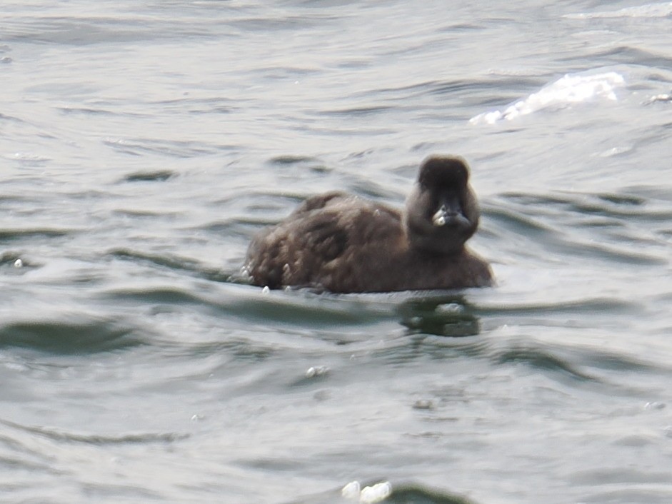 Синьга американська - ML646961060