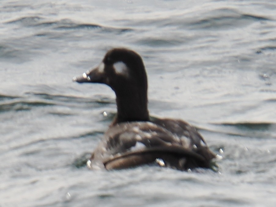 Синьга американська - ML646961061