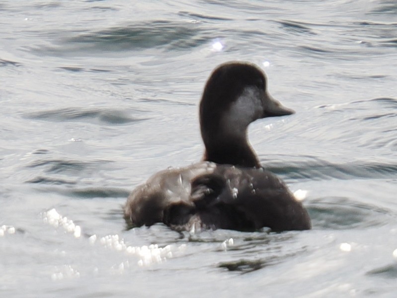 Синьга американська - ML646961062