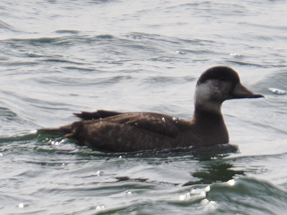 Синьга американська - ML646961063