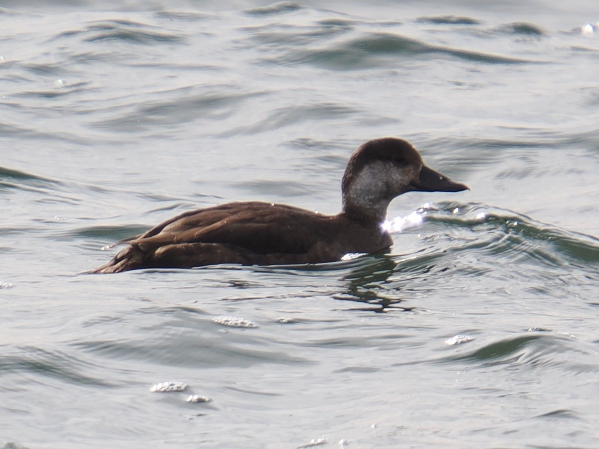 Синьга американська - ML646961064