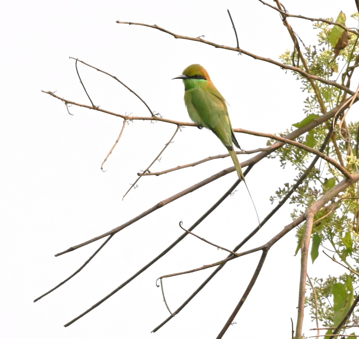 vlha indická - ML646961066