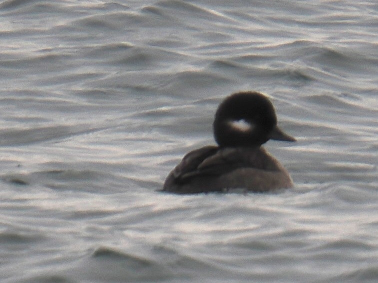 Гоголь-головастик - ML646961067