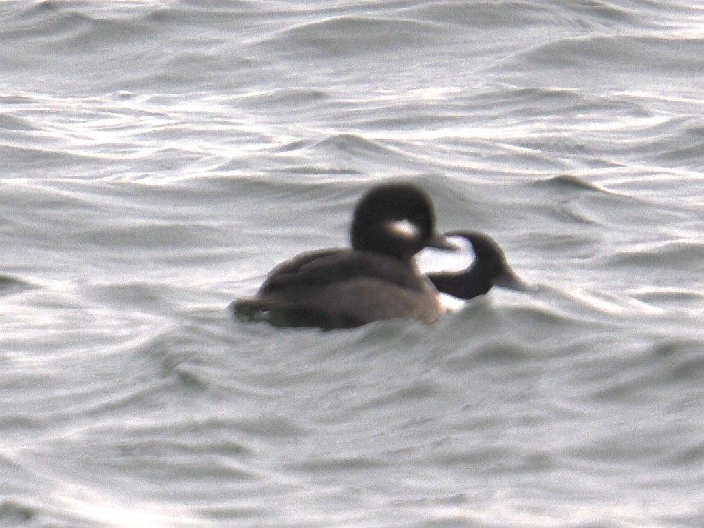 Гоголь-головастик - ML646961068