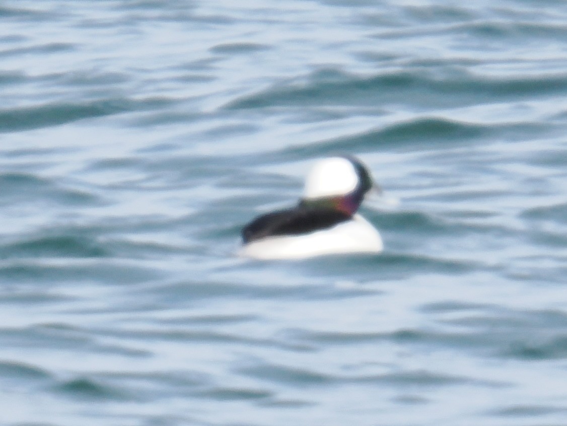 Гоголь-головастик - ML646961069