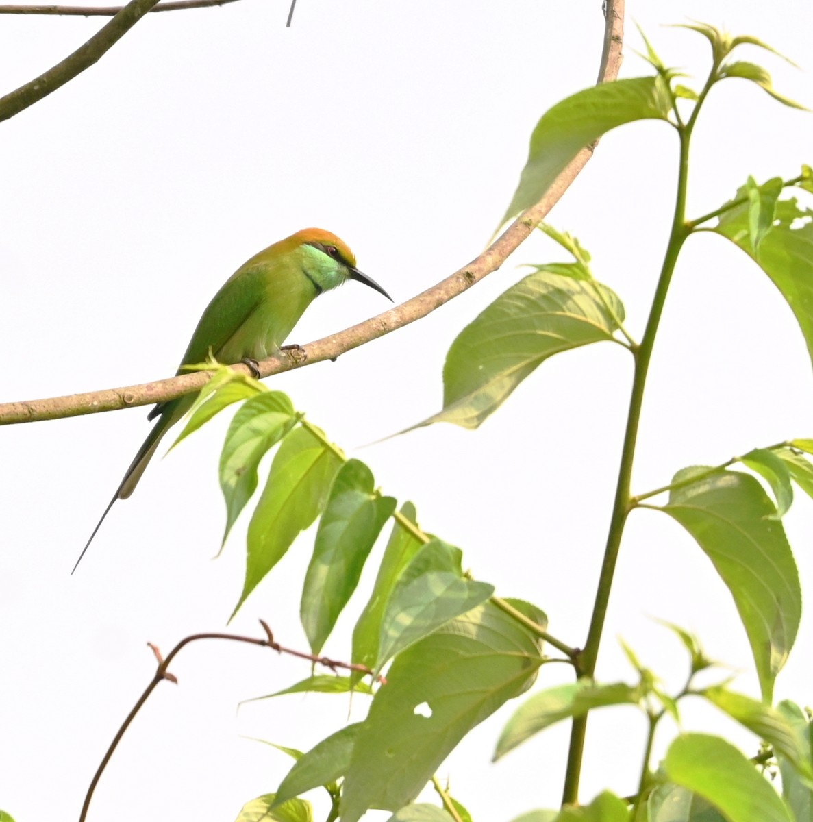 vlha indická - ML646961074