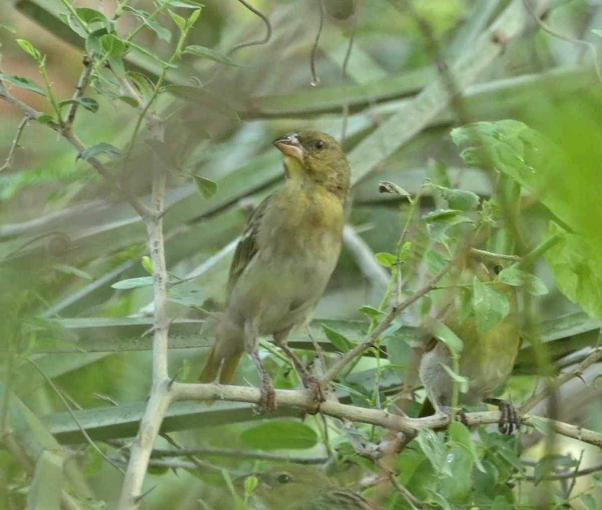 Rüppell's Weaver - ML646961076