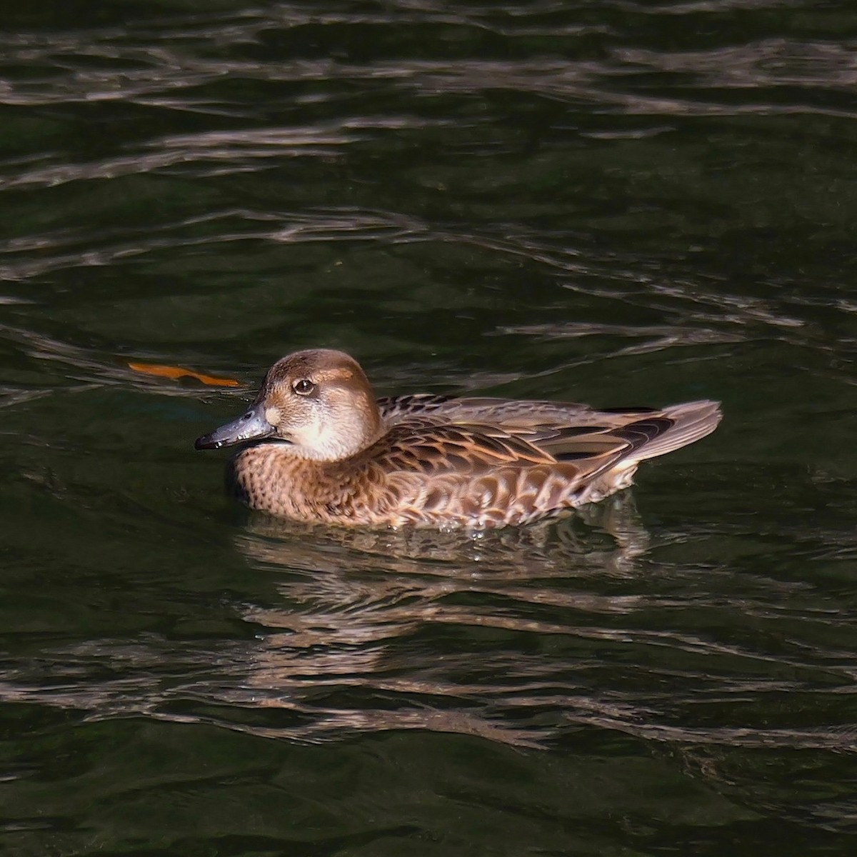 Чирянка-квоктун - ML646961077