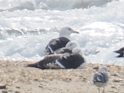 Морская чайка - ML646961078