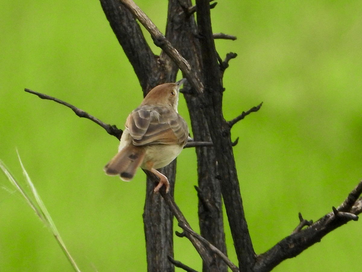 Rattling Cisticola - ML646961079