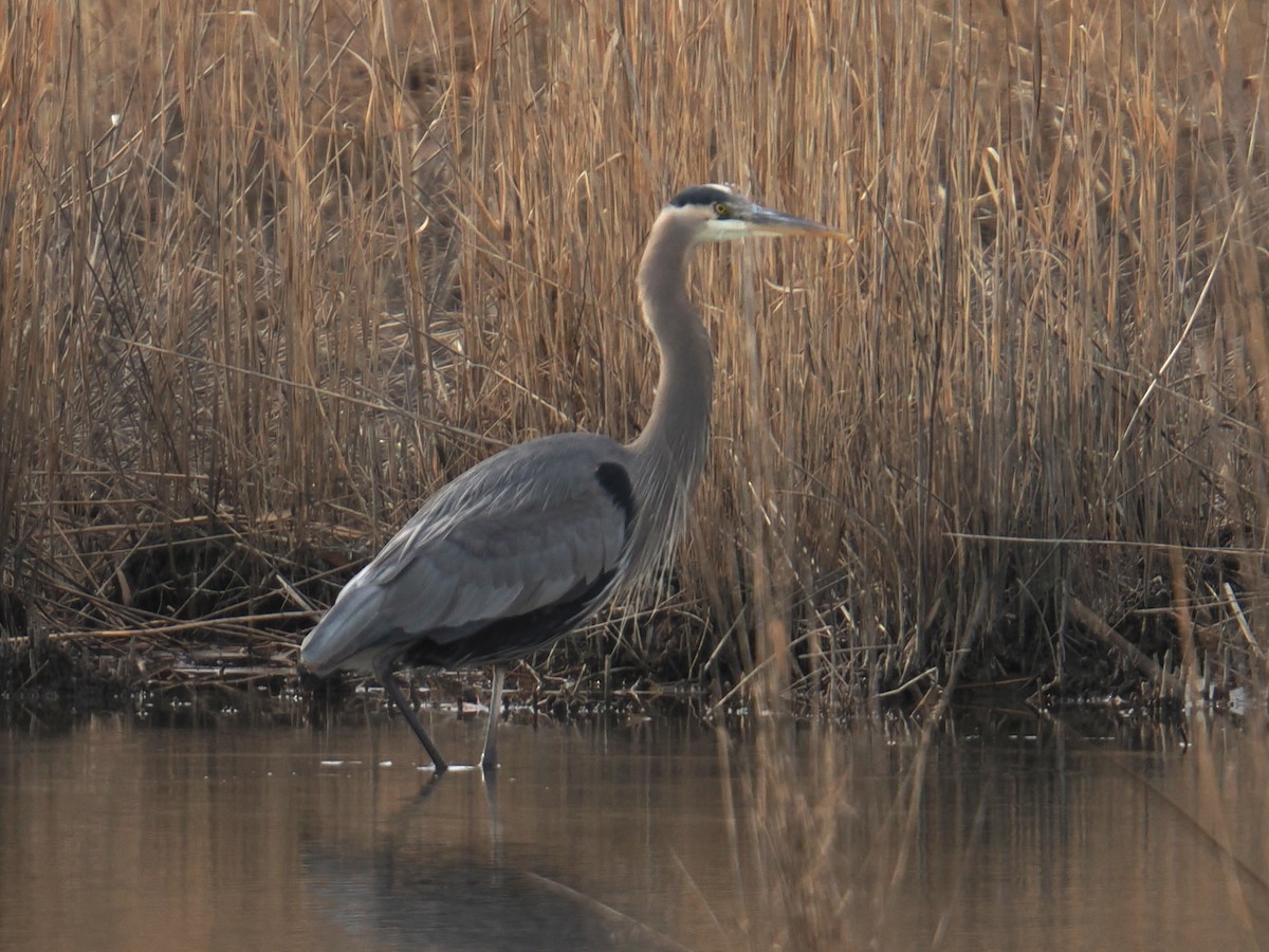 Большая голубая цапля - ML646961083