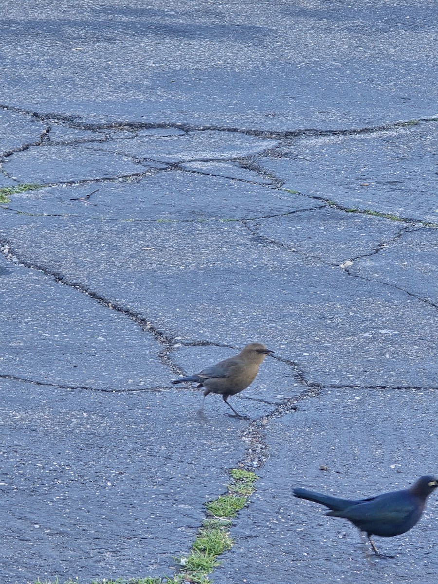 purpurhodetrupial - ML646961090