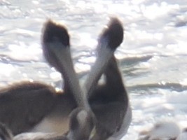 Бурый пеликан - ML646961091