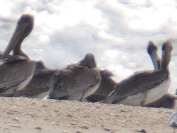 Бурый пеликан - ML646961092