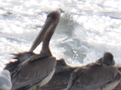 Бурый пеликан - ML646961093