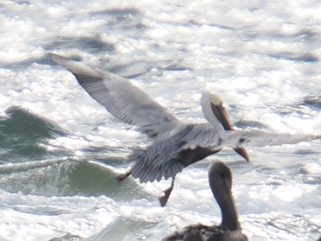 Бурый пеликан - ML646961094