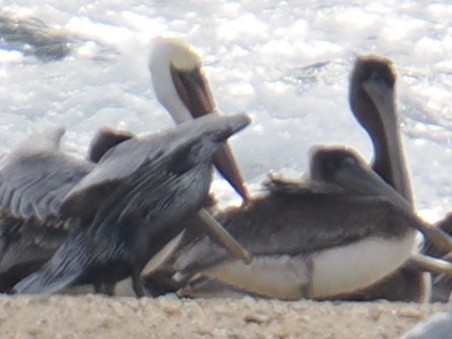 Бурый пеликан - ML646961095