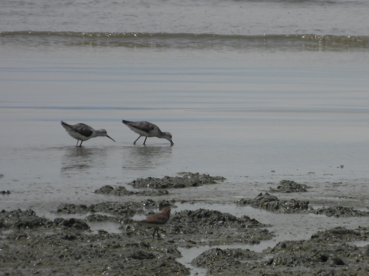 damsnipe - ML646961101