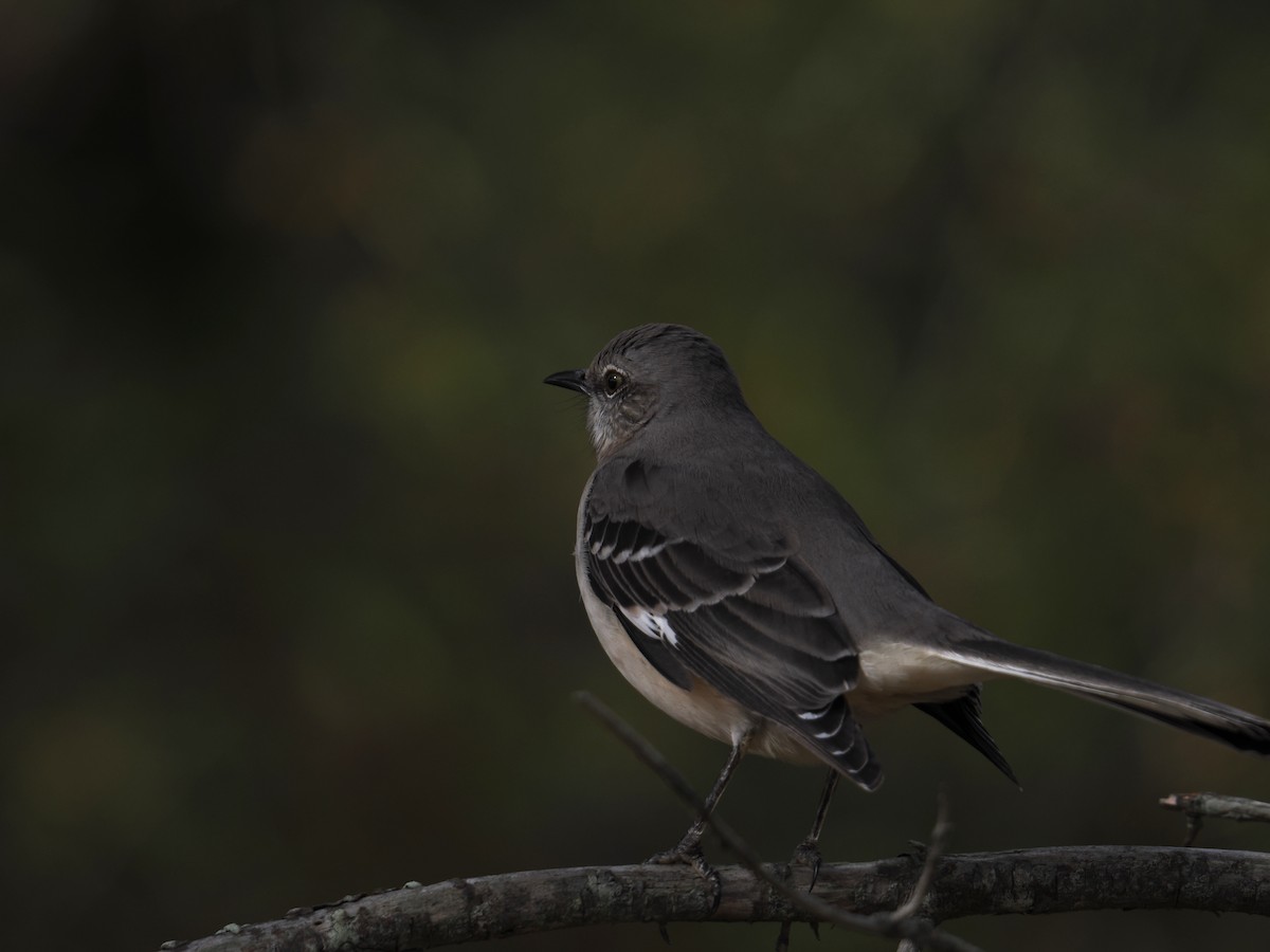 sangspottefugl - ML646961102