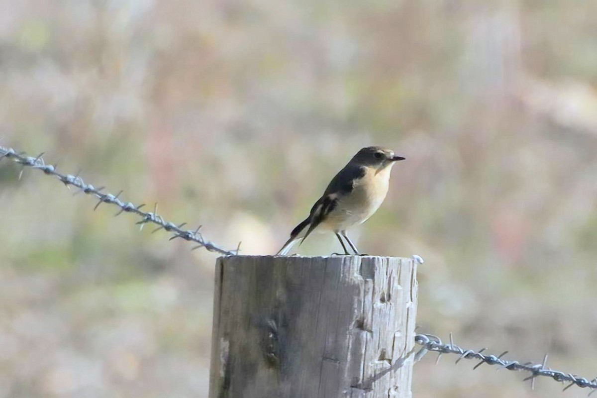 Flame Robin - ML646961105