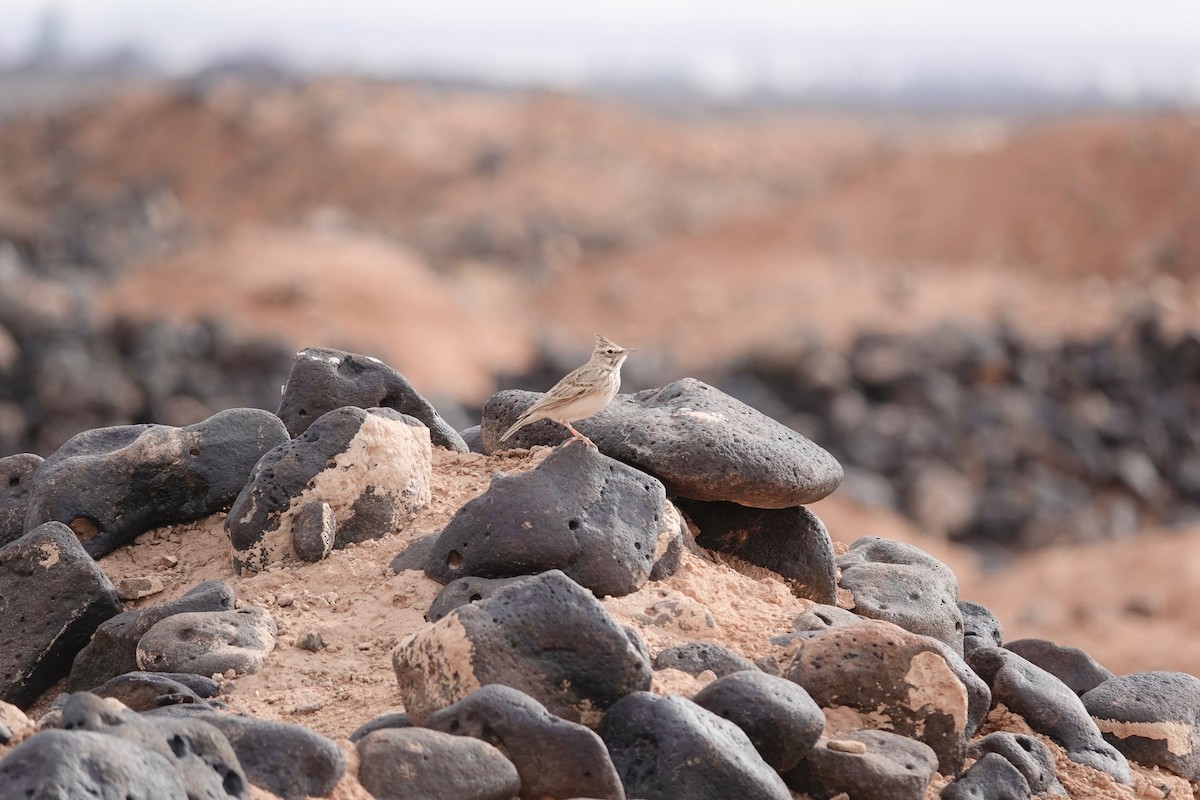 topplerke - ML646961106