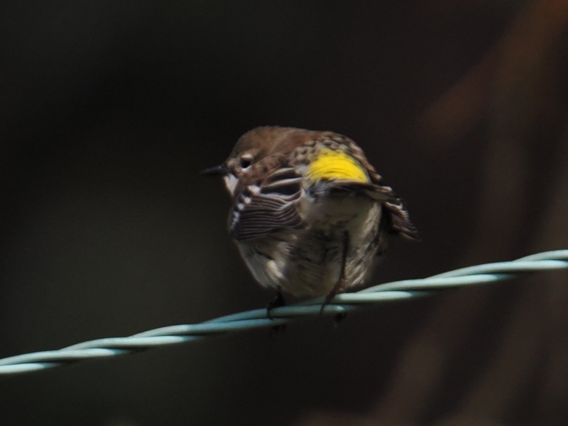 myrteparula - ML646961107