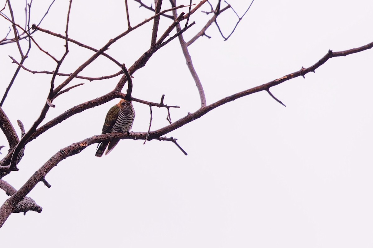 beryllgjøk - ML646961108