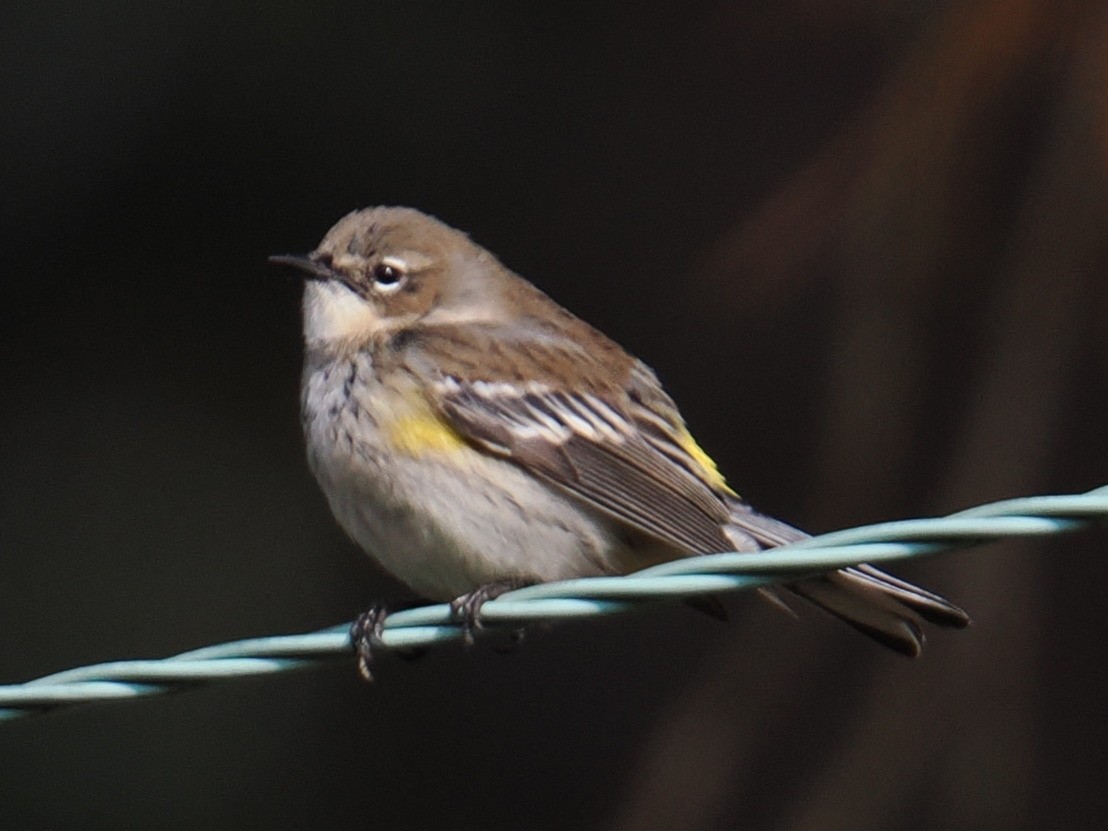 myrteparula - ML646961109