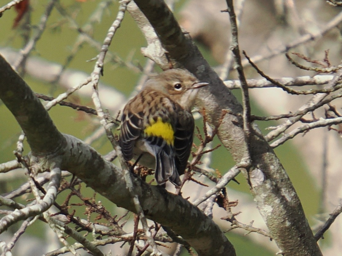 myrteparula - ML646961110