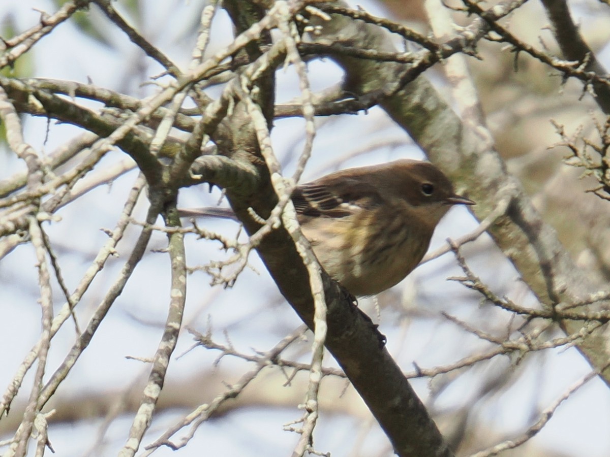 myrteparula - ML646961111