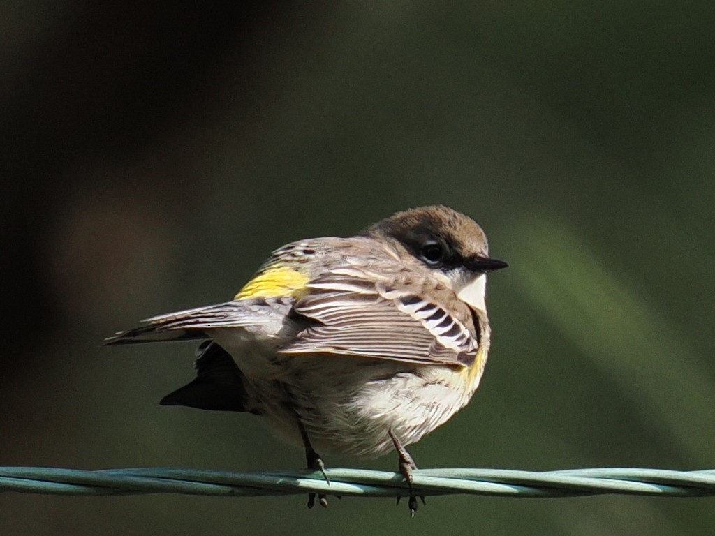 myrteparula - ML646961112