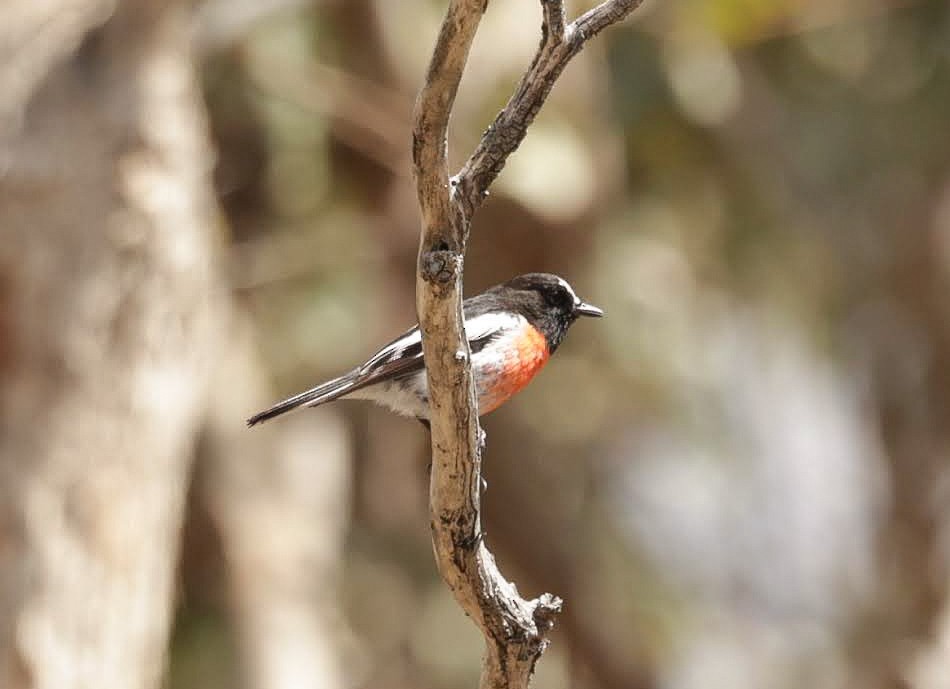 skarlagenflueskvett - ML646961113