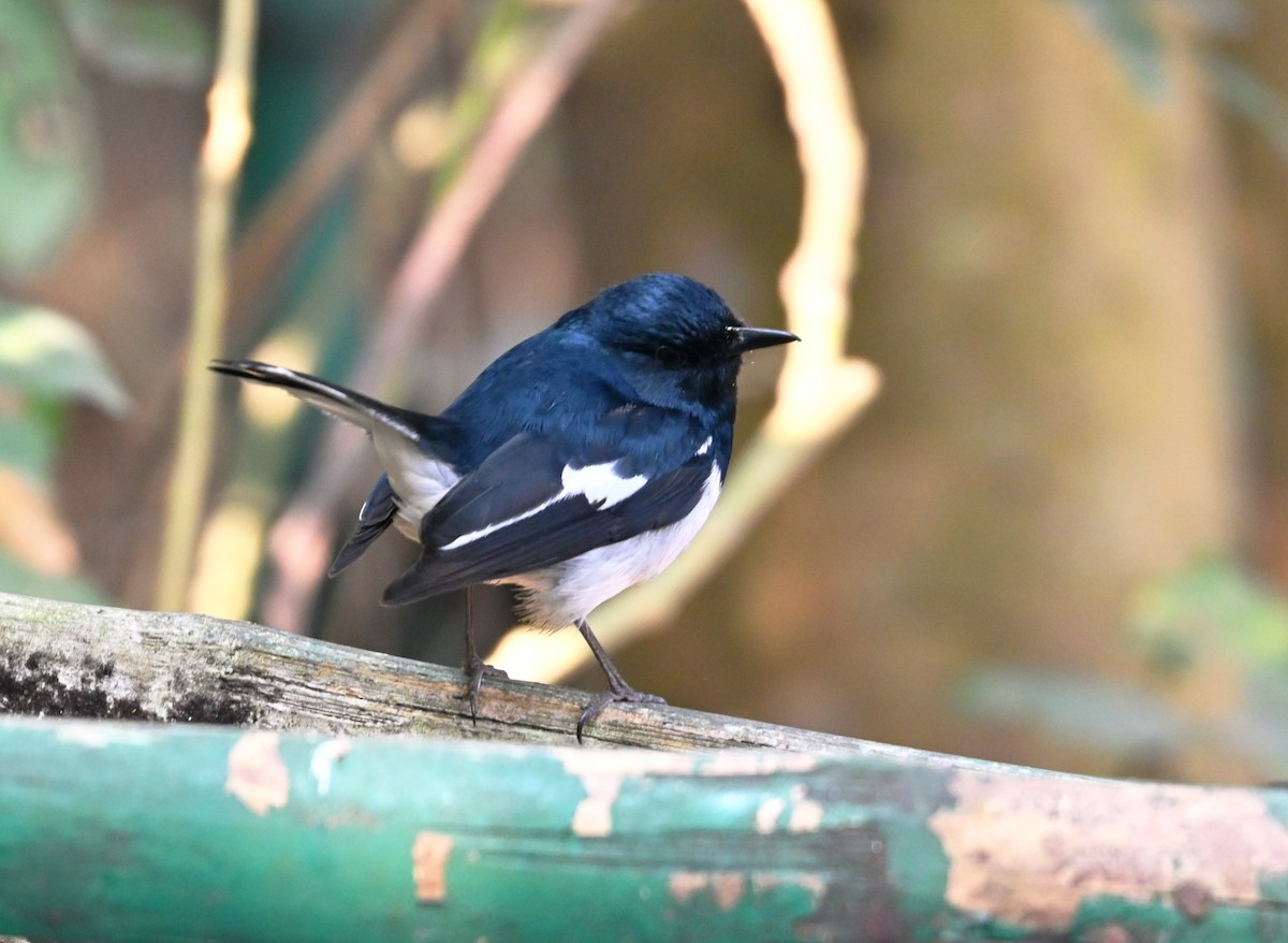 orientskjæreskvett - ML646961114