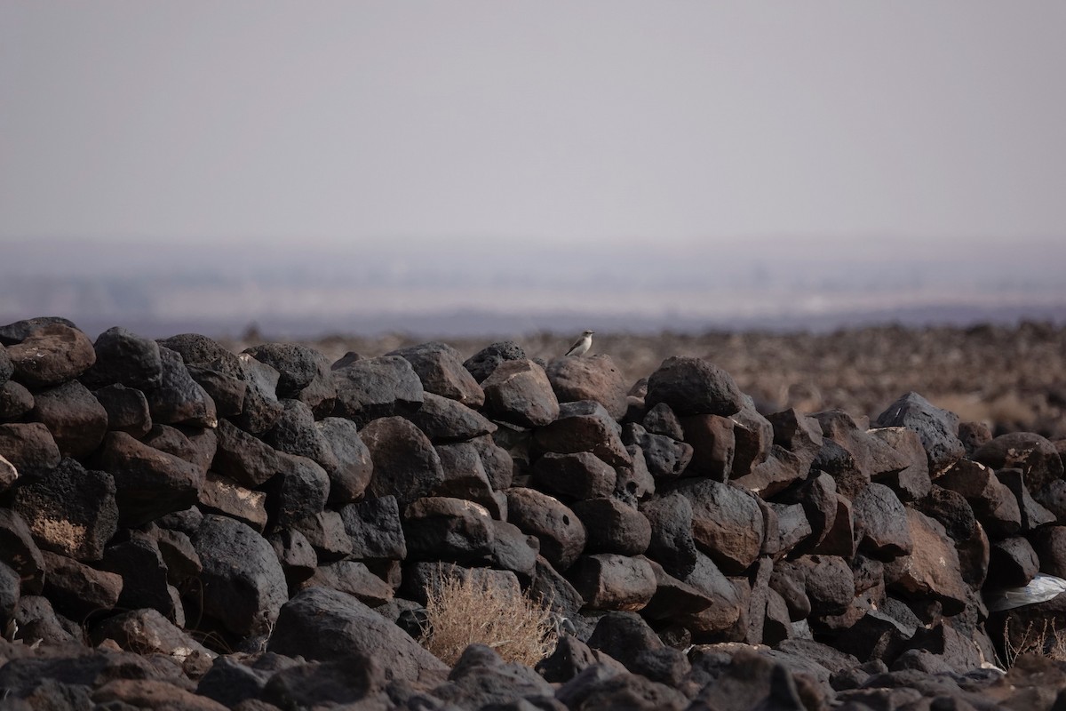 hvitryggsteinskvett - ML646961115