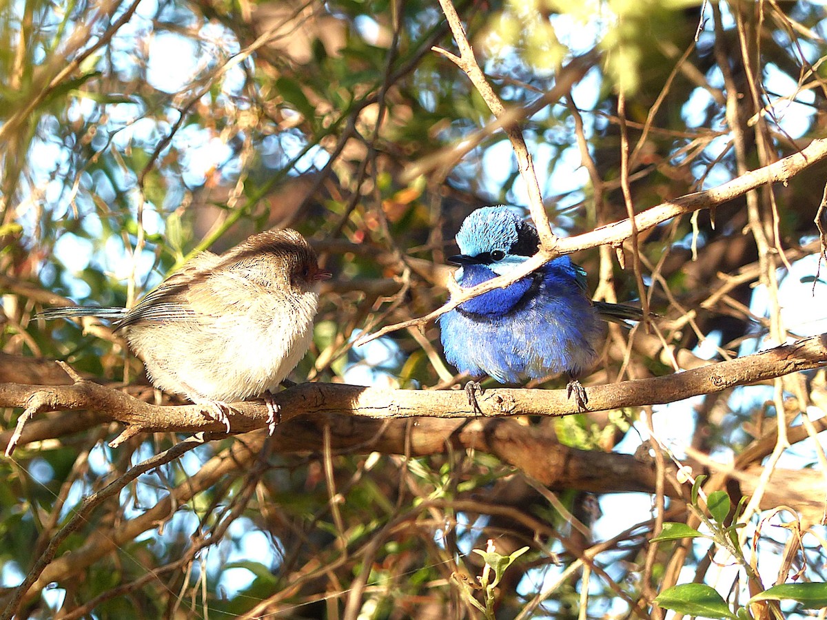 indigoalvesmett - ML646961116