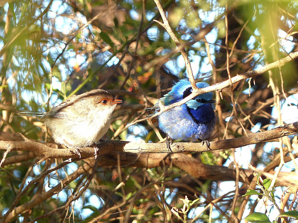 indigoalvesmett - ML646961117