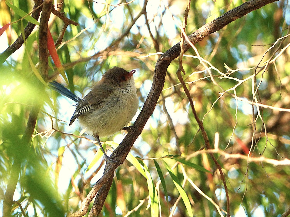 indigoalvesmett - ML646961118