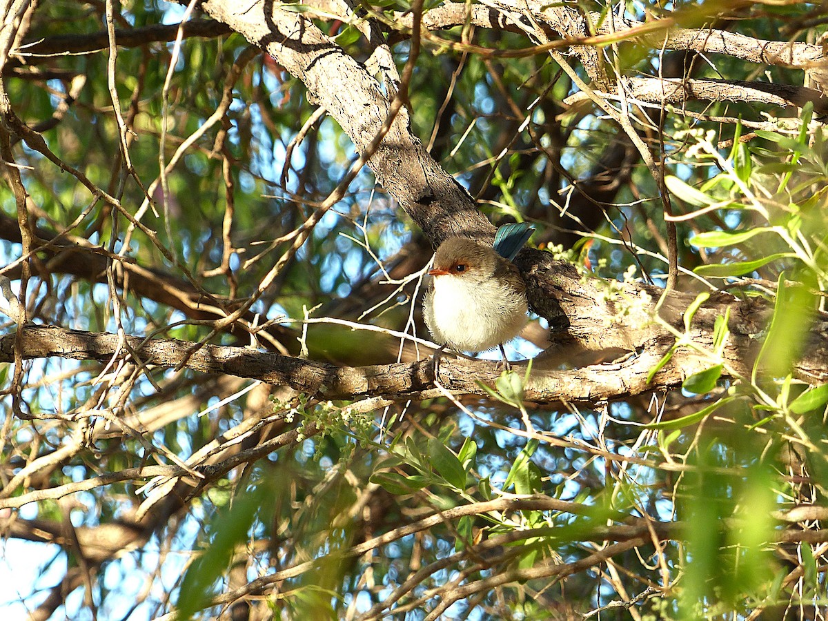 indigoalvesmett - ML646961119