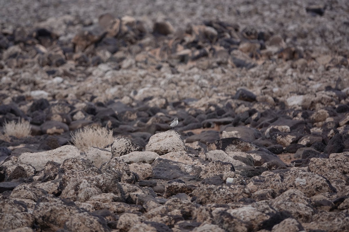 hvitryggsteinskvett - ML646961120