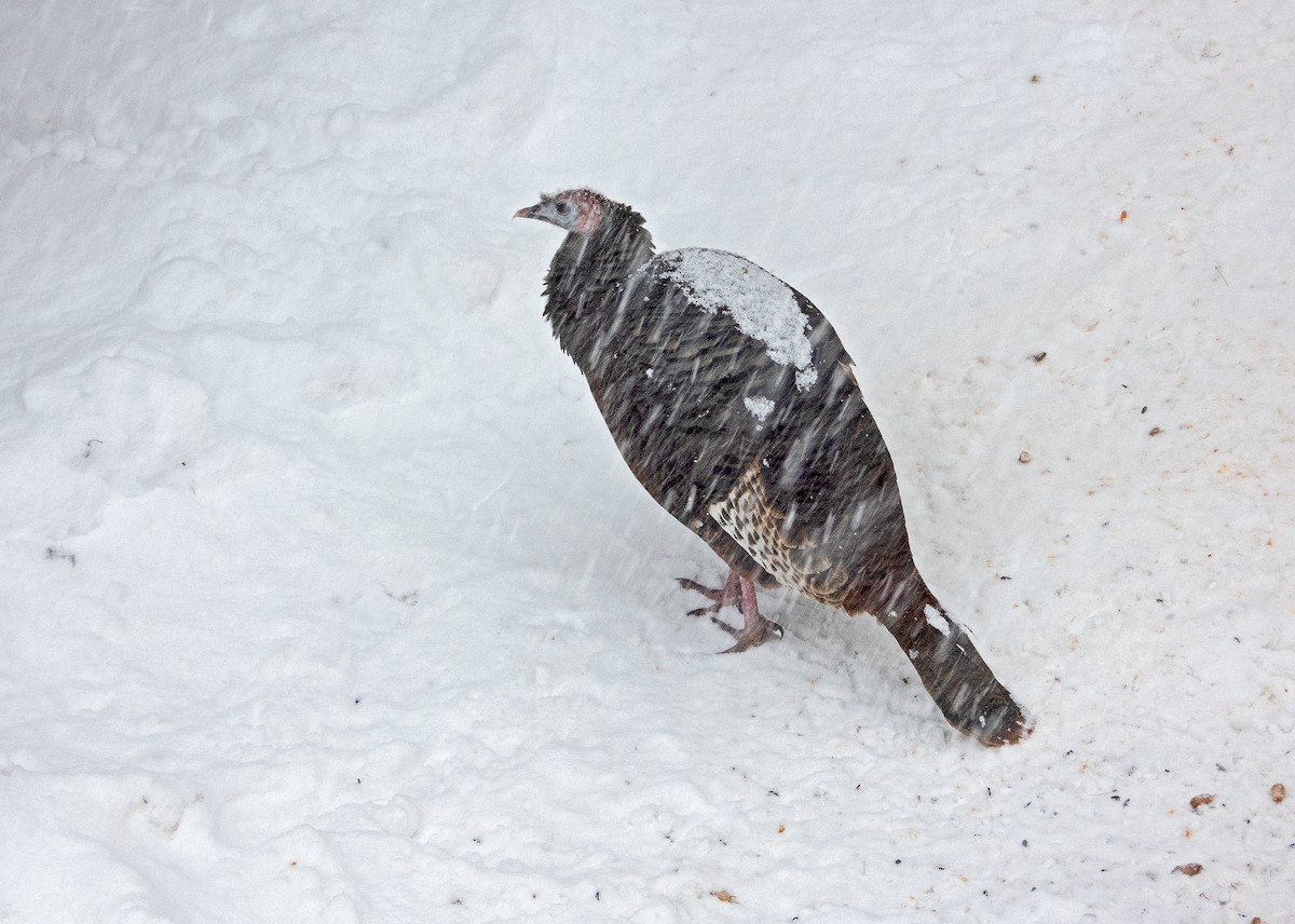 kalkun - ML646961122