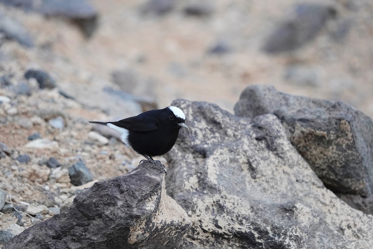 hvitkronesteinskvett - ML646961123