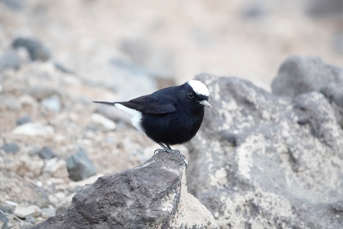 hvitkronesteinskvett - ML646961124