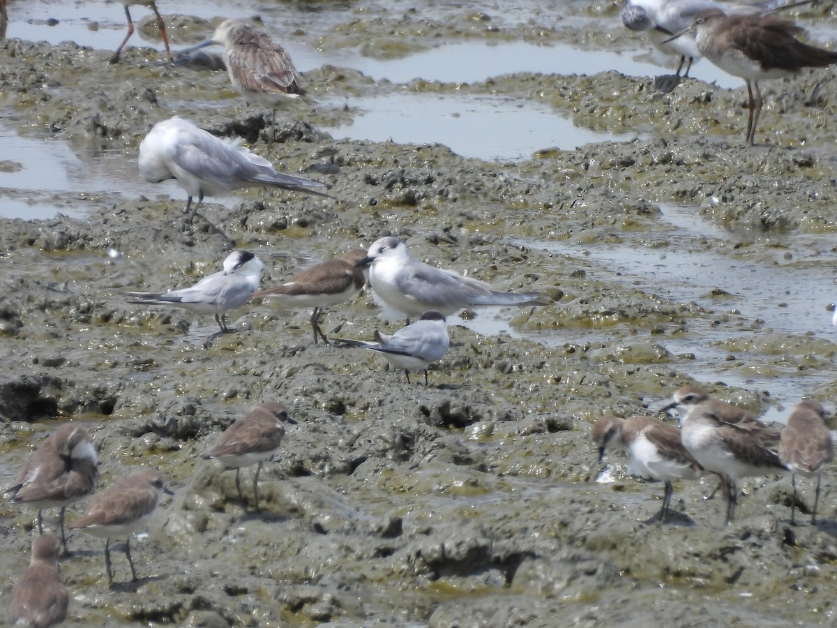 dvergterne - ML646961125