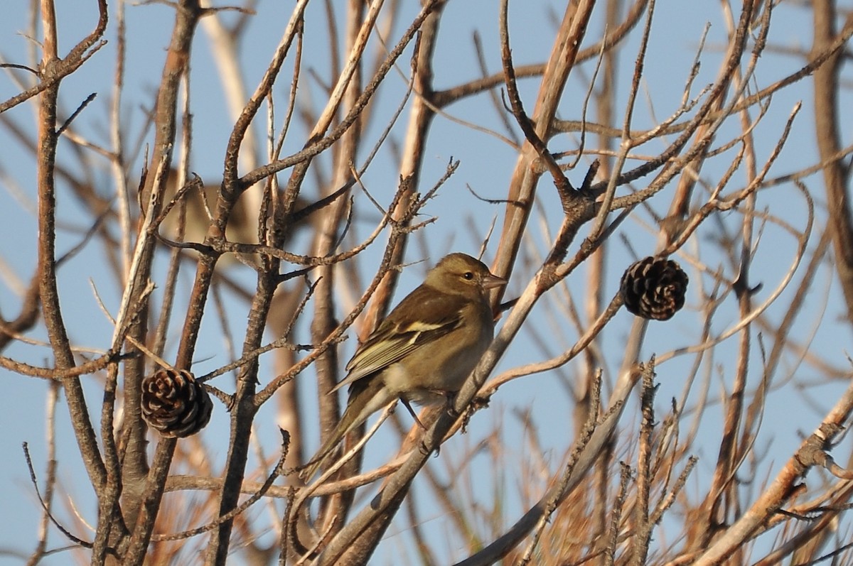 bokfink - ML646961128