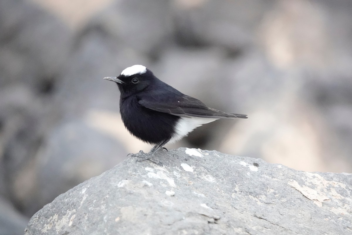 hvitkronesteinskvett - ML646961130